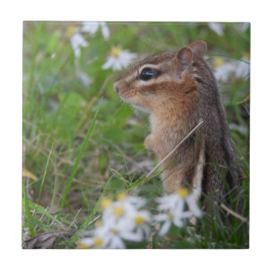 Adsible Chipmunk in blommor Kakelplatta
