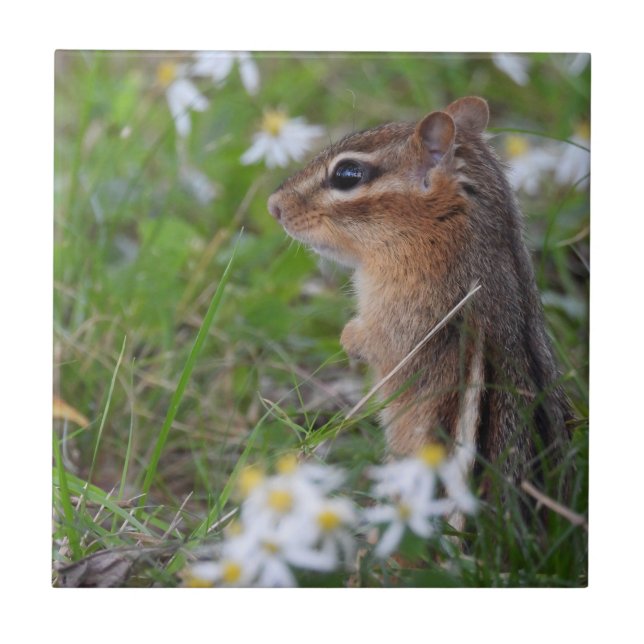 Adsible Chipmunk in blommor Kakelplatta (Framsidan)