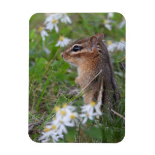 Adsible Chipmunk in blommor Magnet
