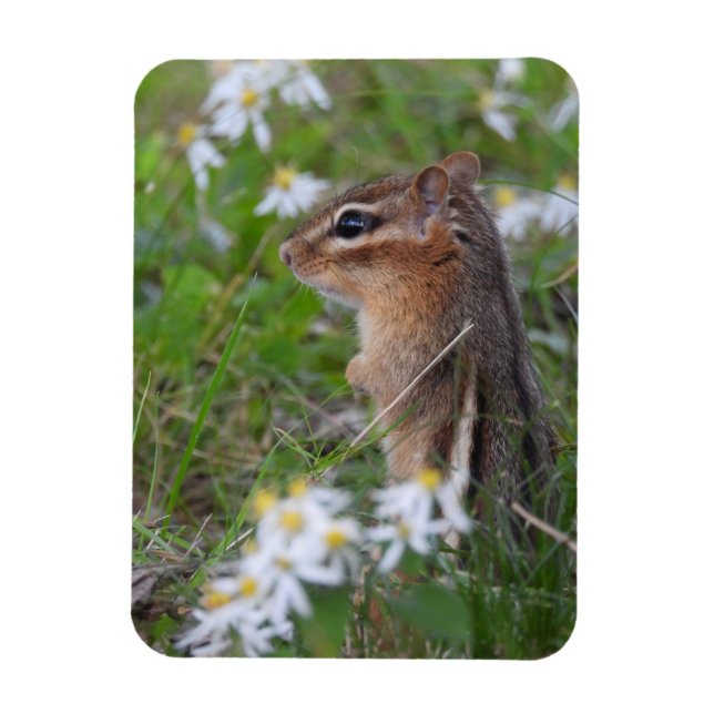 Adsible Chipmunk in blommor Magnet (Vertikal)