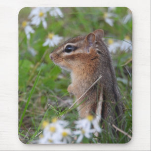 Adsible Chipmunk in blommor Musmatta
