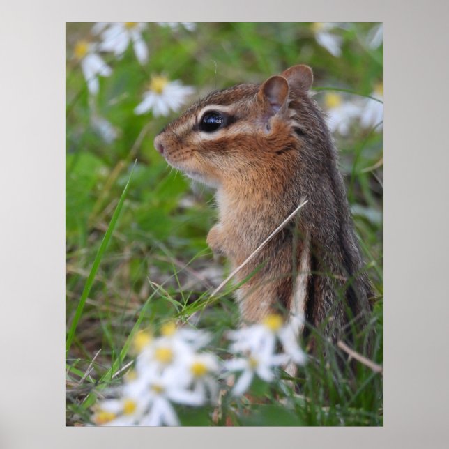 Adsible Chipmunk in blommor Poster (Framsidan)
