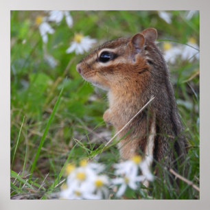 Adsible Chipmunk in blommor Poster