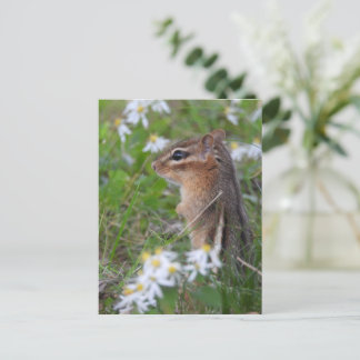 Adsible Chipmunk in blommor Vykort