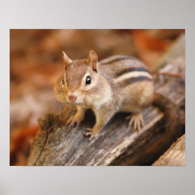 Adsible chipmunk poster (Framsidan)