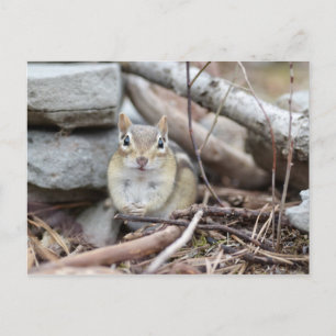 Adsible Chipmunk Smiling Vykort
