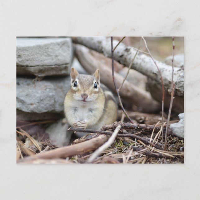 Adsible Chipmunk Smiling Vykort (Framsida)