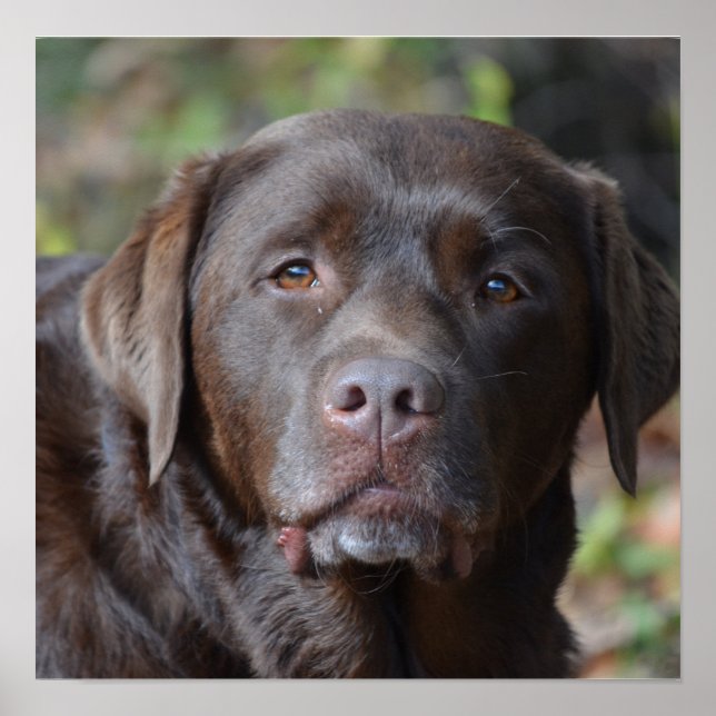 Adsible Chocolate Labrador Retriever Poster (Framsidan)