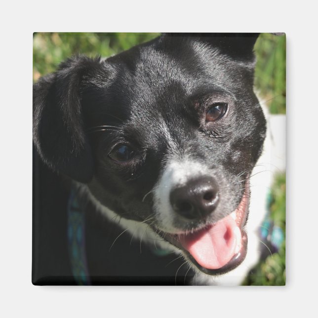 Adsible Chorkie Puppy Magnet (Framsidan)