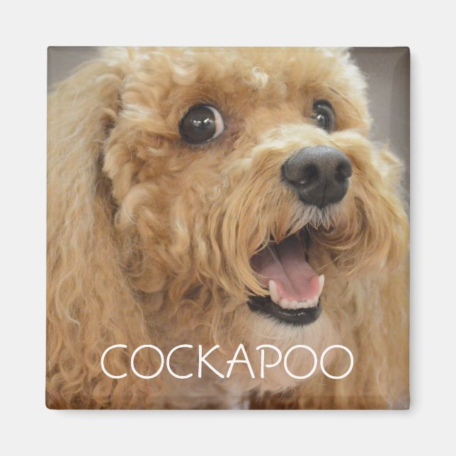 Adsible Cockapoo Hund Smiling Magnet (Framsidan)