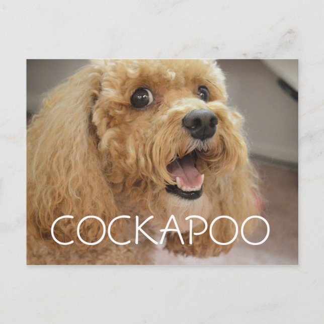 Adsible Cockapoo Hund Smiling Vykort (Framsida)
