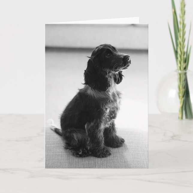 Adsible Cocker Spain Hälsning Card Kort (Framsida)