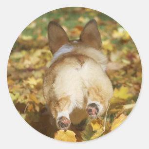 Adsible corgi rumi höst löv runt klistermärke