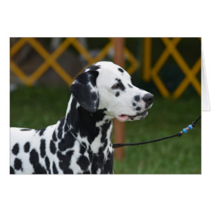 Adsible Dalmatian Hälsningskort