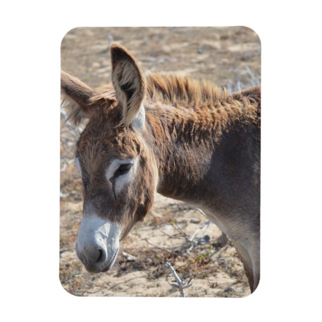 Adsible Donkey Magnet (Vertikal)