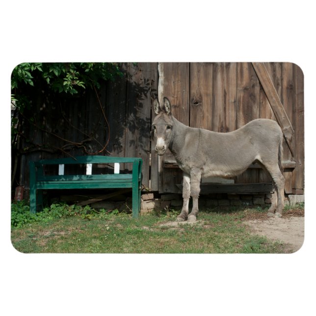 Adsible Donkey Next to Wooden Grönt Bench Magnet (Horisontell)