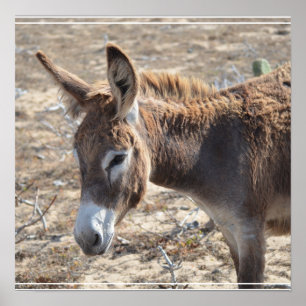 Adsible Donkey Poster