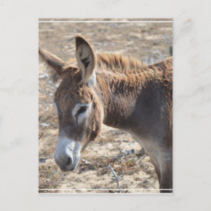 Adsible Donkey Vykort