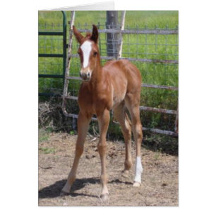 Adsible Filly Hälsningskort