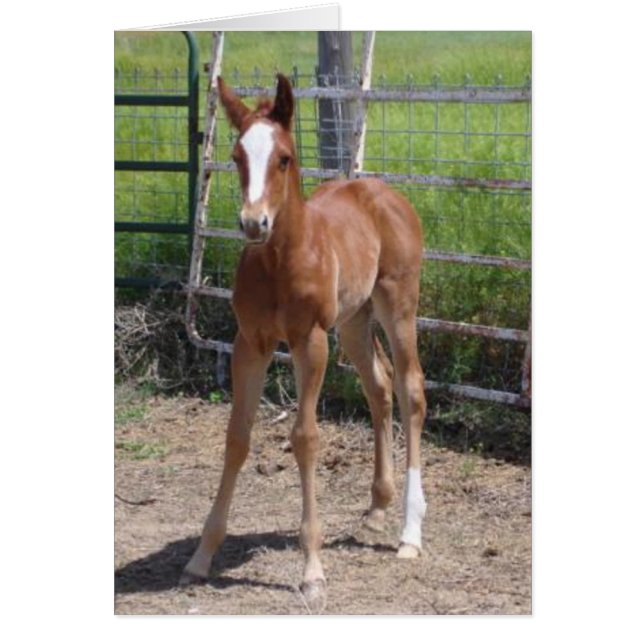 Adsible Filly Hälsningskort (Framsidan)