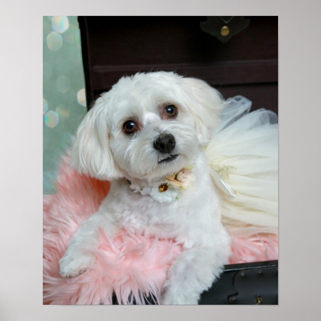 Adsible Finare White Puppy Porträtt Photo Poster (Framsidan)