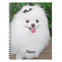 Adsible Fluffy White Puppy Hund