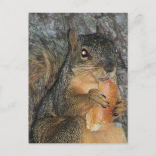 Adsible Fox Squirrel in a Träd Eting a Roll Vykort