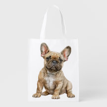 Adsible Fransk Bulldog