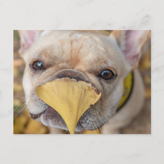 Adsible Fransk Bulldog Vykort (Framsida)