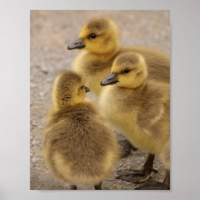 Adsible Fuzzy Baby Geese Goslings Group of 3 Poster (Framsidan)