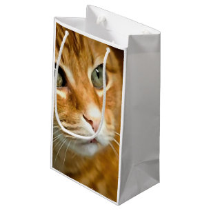 Adsible Ginger Tabby katt Posing Pet Porträtt