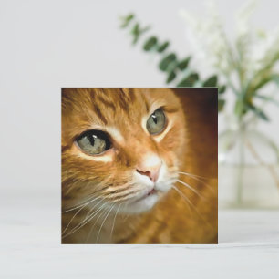 Adsible Ginger Tabby katt Posing Pet Porträtt Julkort