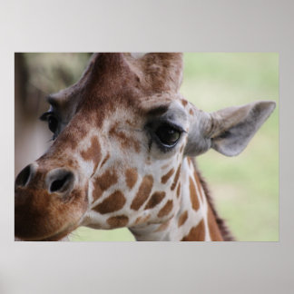 Adsible giraffe ansikte poster