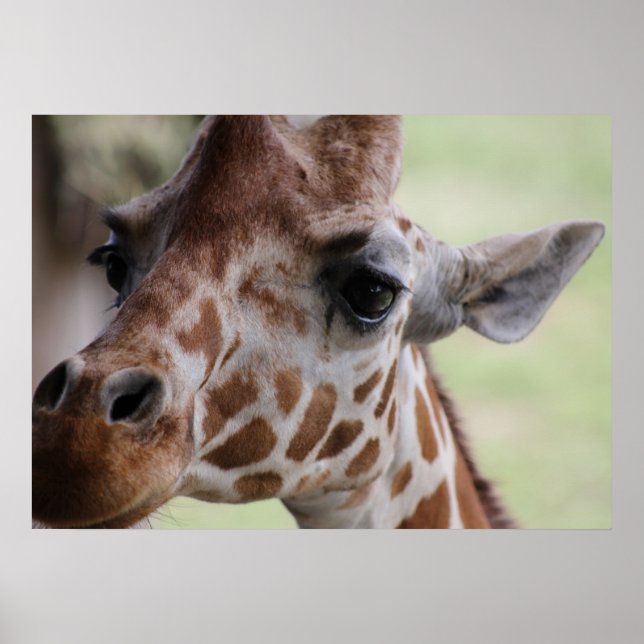 Adsible giraffe ansikte poster (Framsidan)