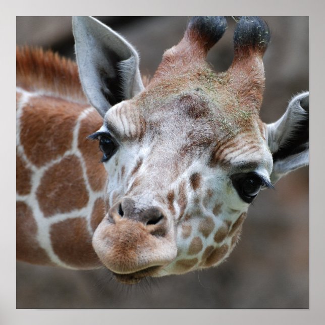 Adsible Giraffe Poster (Framsidan)