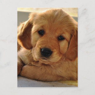Adsible Golden Retriever puppy hund Vykort
