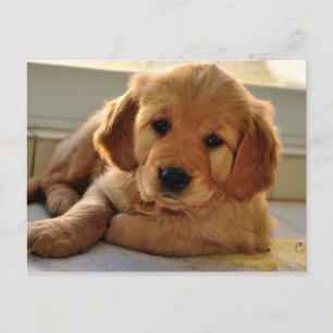 Adsible Golden Retriever puppy hund Vykort