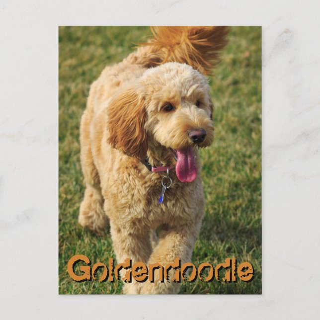 Adsible Goldendoodle Hund Vykort (Framsida)