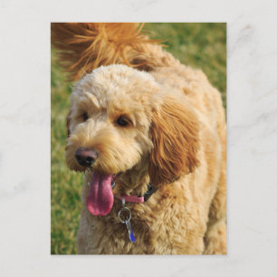Adsible Goldendoodle Hund Vykort