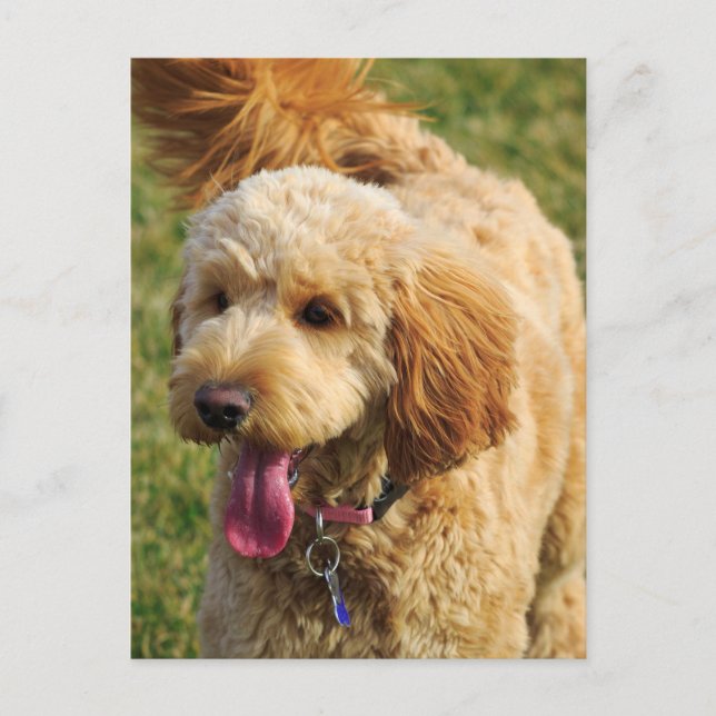 Adsible Goldendoodle Hund Vykort (Framsida)