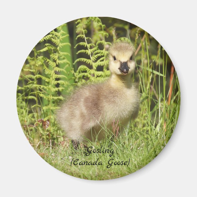 Adsible Gosling (canada goose) baby Magnet (Framsidan)