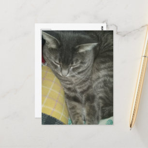 Adsible Grått Sömnig Tabby Kattunge Vykort