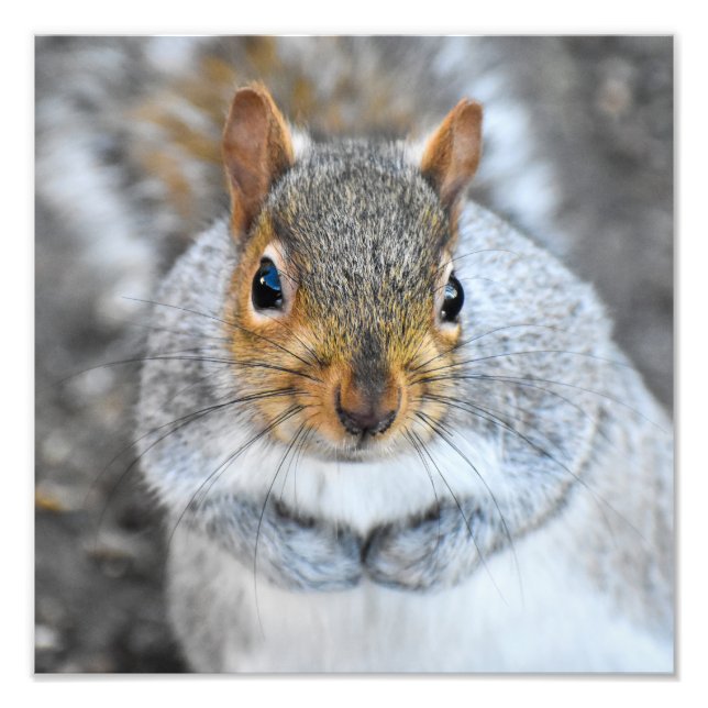 Adsible Grått Squirrel Fototryck (Framsidan)