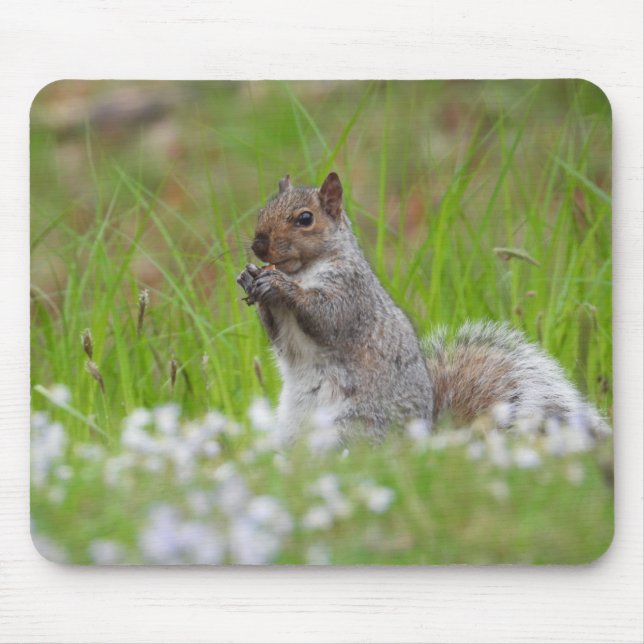 Adsible Grått Squirrel Musmatta (Framsidan)