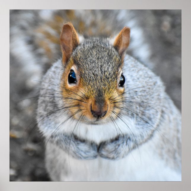 Adsible Grått Squirrel Poster (Framsidan)
