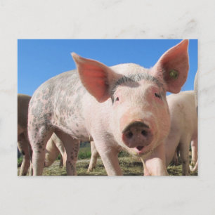 Adsible Gris Oink Vykort