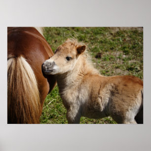 Adsible Haflinger Foal Poster