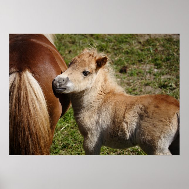 Adsible Haflinger Foal Poster (Framsidan)