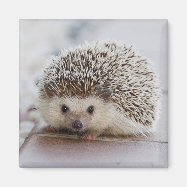 Adsible hedgehog magnet (Framsidan)