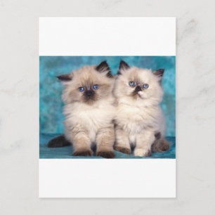 Adsible "Hug Me" Persian Kittens Vykort